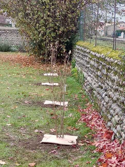 Arbres et arbustes, un pari pour l'avenir